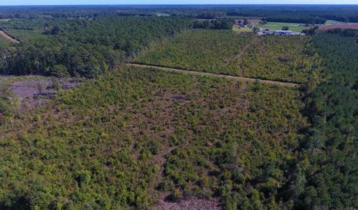 Photo of UNDER CONTRACT!  37.5 Acres of Hunting Land For Sale in Hertford County NC!