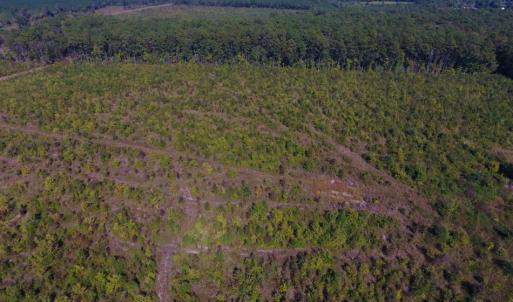 Photo of UNDER CONTRACT!  37.5 Acres of Hunting Land For Sale in Hertford County NC!