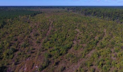 Photo of UNDER CONTRACT!  37.5 Acres of Hunting Land For Sale in Hertford County NC!