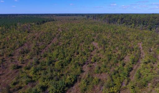Photo of UNDER CONTRACT!  37.5 Acres of Hunting Land For Sale in Hertford County NC!