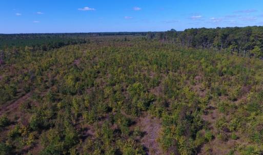 Photo of UNDER CONTRACT!  37.5 Acres of Hunting Land For Sale in Hertford County NC!