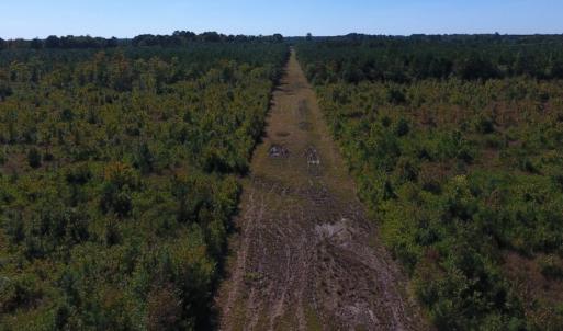 Photo of UNDER CONTRACT!  37.5 Acres of Hunting Land For Sale in Hertford County NC!