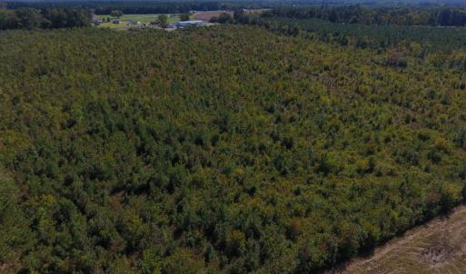 Photo of UNDER CONTRACT!  37.5 Acres of Hunting Land For Sale in Hertford County NC!