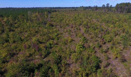 Photo of UNDER CONTRACT!  37.5 Acres of Hunting Land For Sale in Hertford County NC!