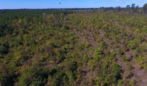Photo of UNDER CONTRACT!  37.5 Acres of Hunting Land For Sale in Hertford County NC!