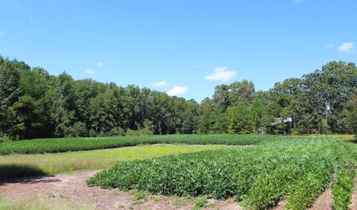 Photo of UNDER CONTRACT!  27.62 Acres of Farm and Timber Land For Sale in Harnett County NC!