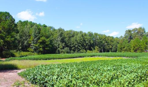 Photo of UNDER CONTRACT!  27.62 Acres of Farm and Timber Land For Sale in Harnett County NC!