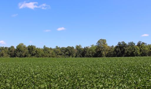 Photo of UNDER CONTRACT!  27.62 Acres of Farm and Timber Land For Sale in Harnett County NC!
