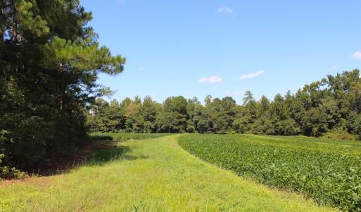 Photo of UNDER CONTRACT!  27.62 Acres of Farm and Timber Land For Sale in Harnett County NC!