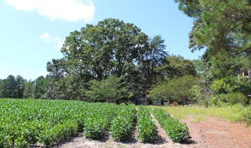 Photo of UNDER CONTRACT!  27.62 Acres of Farm and Timber Land For Sale in Harnett County NC!