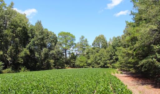 Photo of UNDER CONTRACT!  27.62 Acres of Farm and Timber Land For Sale in Harnett County NC!