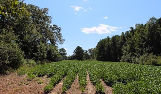 Photo of UNDER CONTRACT!  27.62 Acres of Farm and Timber Land For Sale in Harnett County NC!