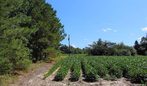 Photo of UNDER CONTRACT!  27.62 Acres of Farm and Timber Land For Sale in Harnett County NC!
