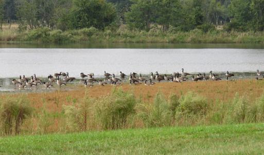 Photo of SOLD!!  187 Acres of Farm and Residential Land For Sale in Robeson County NC!