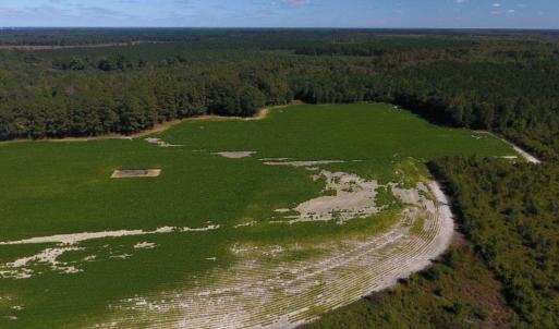 Photo of UNDER CONTRACT!  90.5 Acres of Farm and Hunting Land For Sale in Hertford County NC!