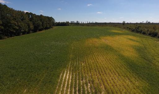 Photo of UNDER CONTRACT!  90.5 Acres of Farm and Hunting Land For Sale in Hertford County NC!