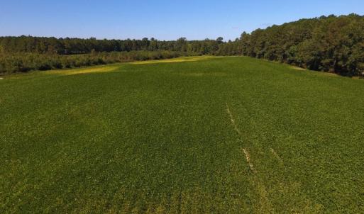 Photo of UNDER CONTRACT!  90.5 Acres of Farm and Hunting Land For Sale in Hertford County NC!