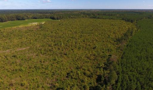 Photo of UNDER CONTRACT!  90.5 Acres of Farm and Hunting Land For Sale in Hertford County NC!