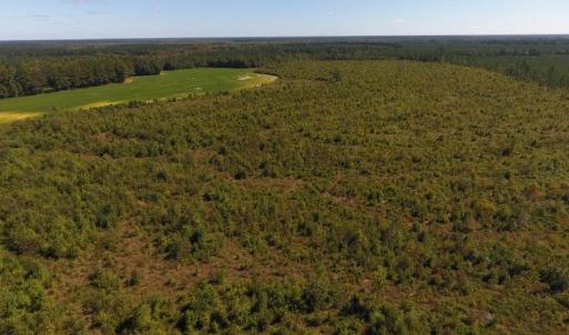 Photo of UNDER CONTRACT!  90.5 Acres of Farm and Hunting Land For Sale in Hertford County NC!