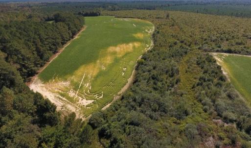 Photo of UNDER CONTRACT!  90.5 Acres of Farm and Hunting Land For Sale in Hertford County NC!