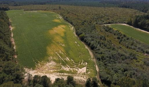 Photo of UNDER CONTRACT!  90.5 Acres of Farm and Hunting Land For Sale in Hertford County NC!