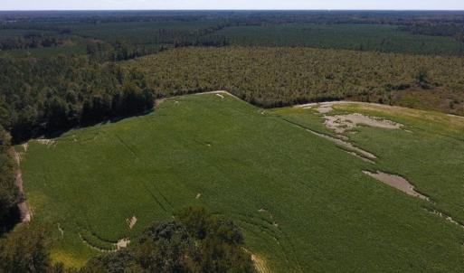 Photo of UNDER CONTRACT!  90.5 Acres of Farm and Hunting Land For Sale in Hertford County NC!