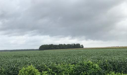 Photo of SOLD!  25 Acres of Farmland For Sale in Hyde County NC!