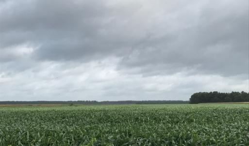 Photo of SOLD!  25 Acres of Farmland For Sale in Hyde County NC!