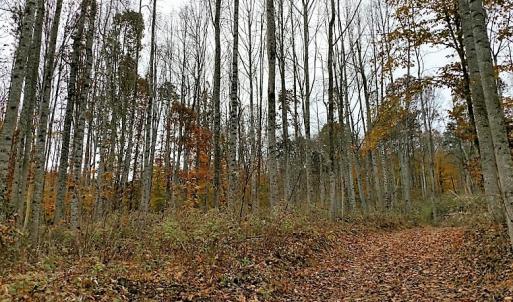 Photo of UNDER CONTRACT!  93 Acres of Hunting Land For Sale in Rockbridge County VA!