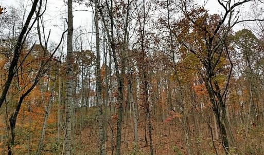 Photo of UNDER CONTRACT!  93 Acres of Hunting Land For Sale in Rockbridge County VA!