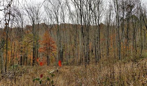 Photo of UNDER CONTRACT!  93 Acres of Hunting Land For Sale in Rockbridge County VA!