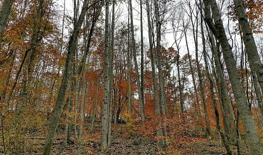 Photo of UNDER CONTRACT!  93 Acres of Hunting Land For Sale in Rockbridge County VA!