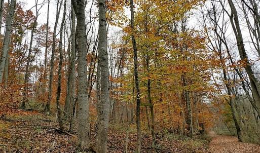 Photo of UNDER CONTRACT!  93 Acres of Hunting Land For Sale in Rockbridge County VA!