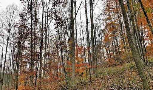 Photo of UNDER CONTRACT!  93 Acres of Hunting Land For Sale in Rockbridge County VA!
