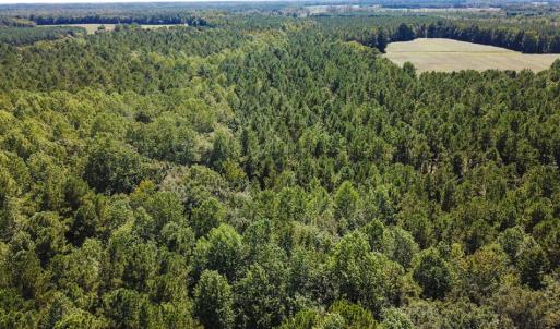 Photo of UNDER CONTRACT!  72 Acres of Hunting and Managed Timber Land For Sale in Northampton County NC!