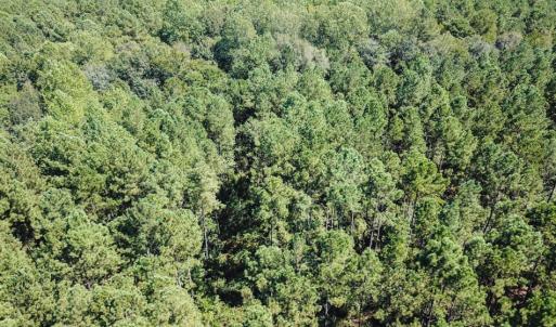 Photo of UNDER CONTRACT!  72 Acres of Hunting and Managed Timber Land For Sale in Northampton County NC!