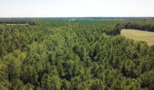 Photo of UNDER CONTRACT!  72 Acres of Hunting and Managed Timber Land For Sale in Northampton County NC!