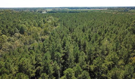 Photo of UNDER CONTRACT!  72 Acres of Hunting and Managed Timber Land For Sale in Northampton County NC!