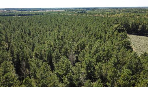 Photo of UNDER CONTRACT!  72 Acres of Hunting and Managed Timber Land For Sale in Northampton County NC!
