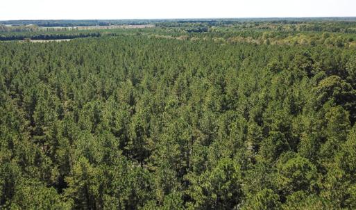 Photo of UNDER CONTRACT!  72 Acres of Hunting and Managed Timber Land For Sale in Northampton County NC!