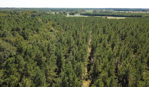 Photo of UNDER CONTRACT!  72 Acres of Hunting and Managed Timber Land For Sale in Northampton County NC!