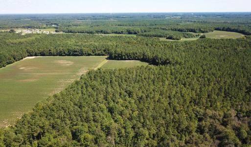 Photo of UNDER CONTRACT!  72 Acres of Hunting and Managed Timber Land For Sale in Northampton County NC!