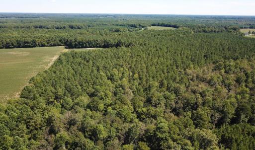 Photo of UNDER CONTRACT!  72 Acres of Hunting and Managed Timber Land For Sale in Northampton County NC!