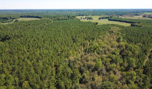 Photo of UNDER CONTRACT!  72 Acres of Hunting and Managed Timber Land For Sale in Northampton County NC!
