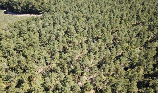 Photo of UNDER CONTRACT!  72 Acres of Hunting and Managed Timber Land For Sale in Northampton County NC!