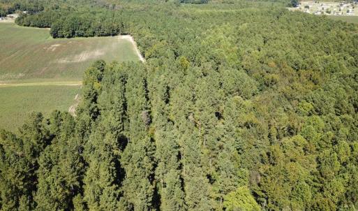 Photo of UNDER CONTRACT!  72 Acres of Hunting and Managed Timber Land For Sale in Northampton County NC!