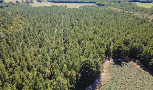 Photo of UNDER CONTRACT!  72 Acres of Hunting and Managed Timber Land For Sale in Northampton County NC!