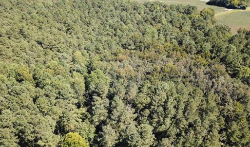 Photo of UNDER CONTRACT!  72 Acres of Hunting and Managed Timber Land For Sale in Northampton County NC!