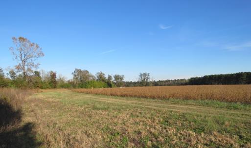 Photo of SOLD!  112 Acres of Farm and Recreational Land For Sale in Robeson County NC!