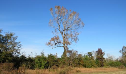Photo of SOLD!  112 Acres of Farm and Recreational Land For Sale in Robeson County NC!